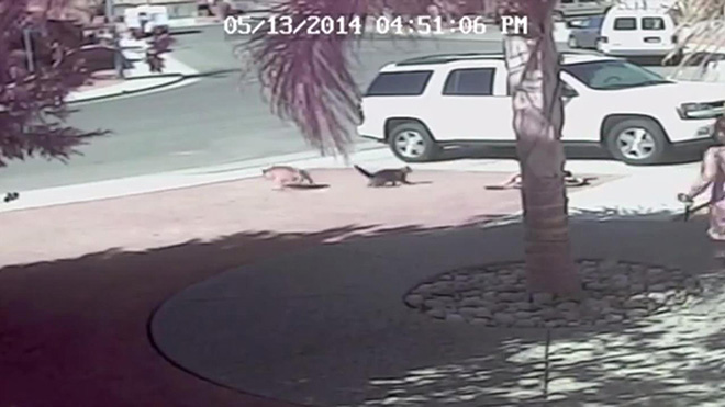 family-cat-saves-boy-from-dog