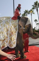 T-Pain (wtf is up with the elephant???)