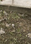 Dead Turtle Doves in Italy