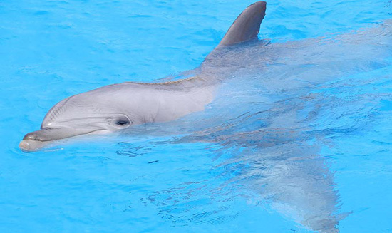 Rave Music Didn't Kill Dolphins ... Drugs Did, Apparently!