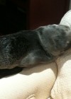 baby seal naps on family couch