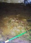Robert Swift’s squalid foreclosed home: the filthy back deck covered in dog feces